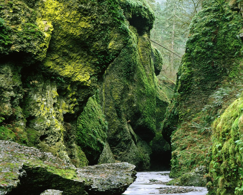 Detail of Moss Coating Oneonta Gorge by Anonymous