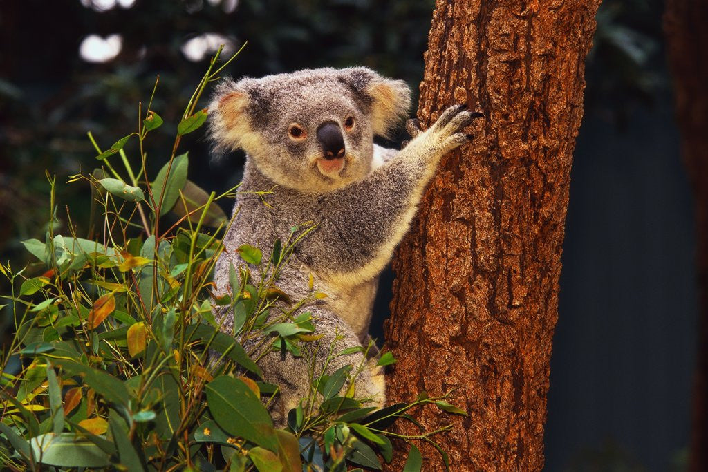 Detail of Koala in Tree by Anonymous
