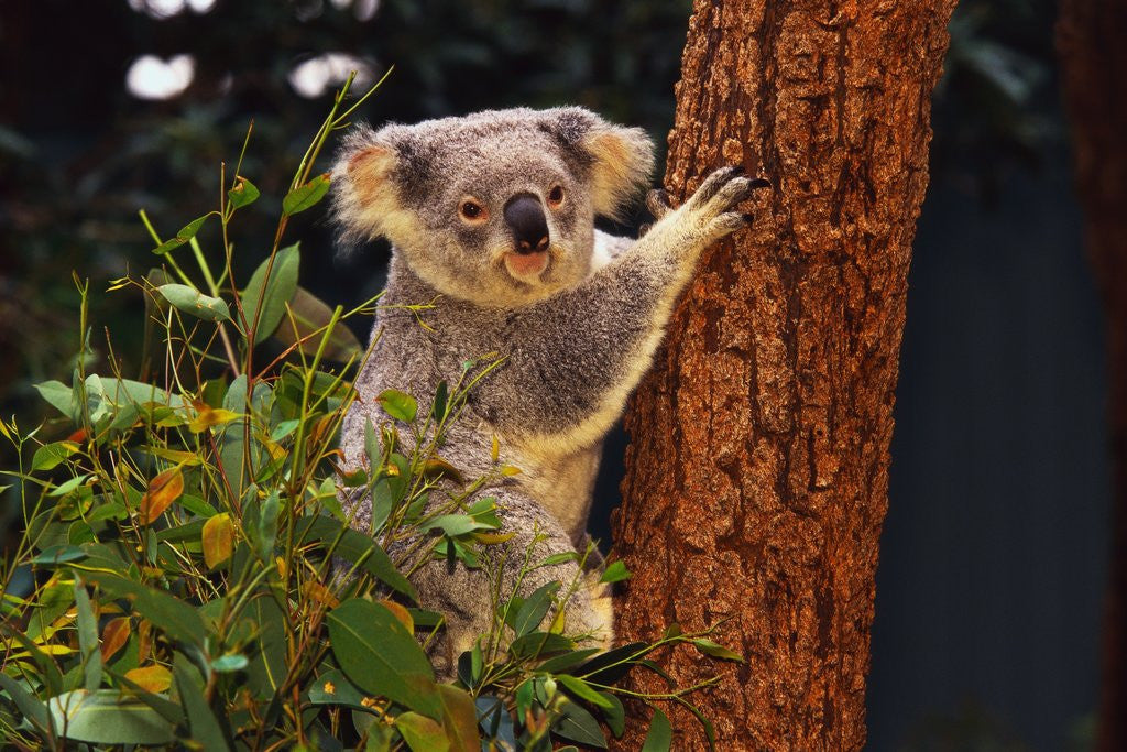 Detail of Koala in Tree by Corbis