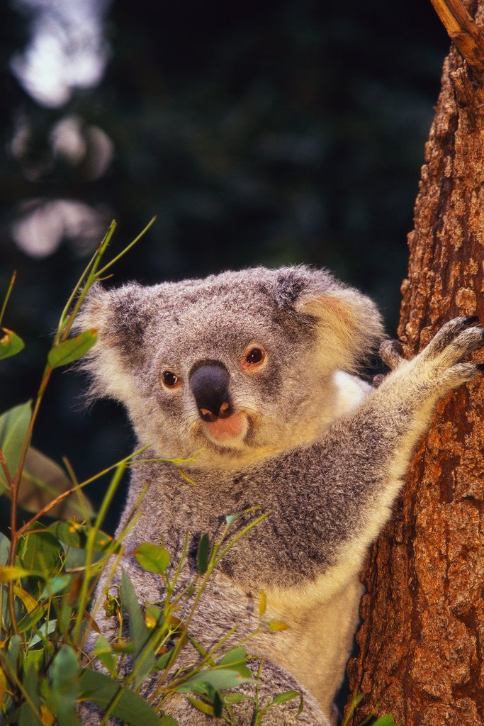 Detail of Koala in Tree by Anonymous