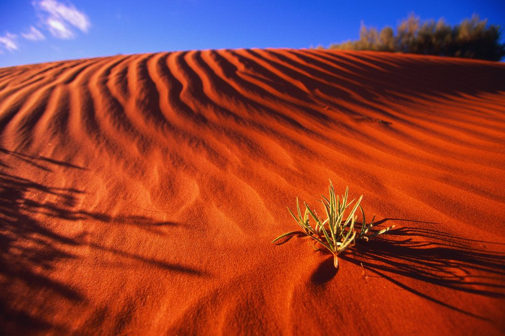 Detail of Plant Growing in Sand Dune by Anonymous