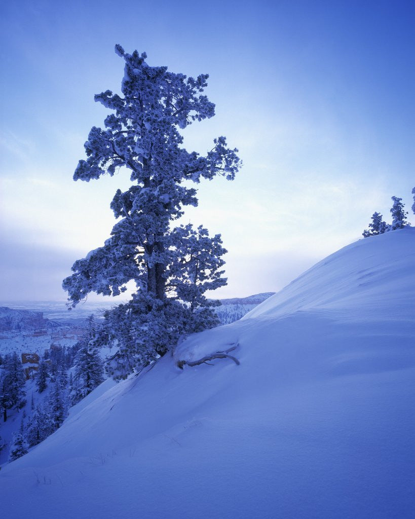 Detail of Tree on Snow Covered Hill by Corbis