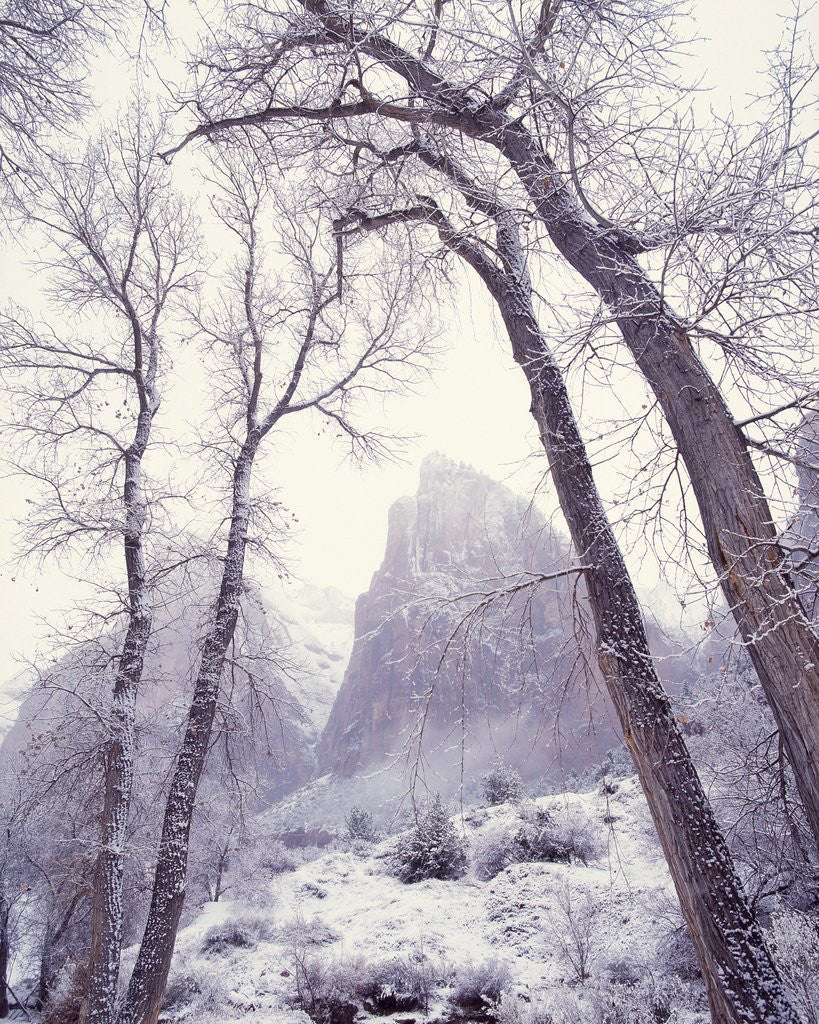 Detail of Snow at Zion National Park by Anonymous