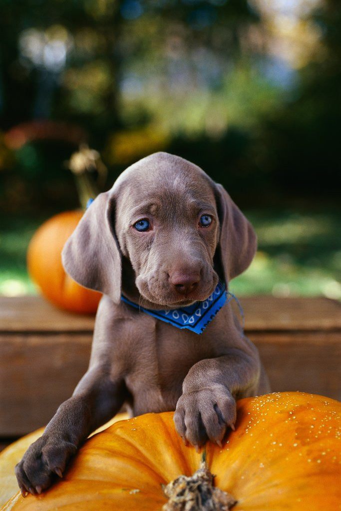 Detail of Weimaraner Puppy Climbing onto Pumpkin by Anonymous