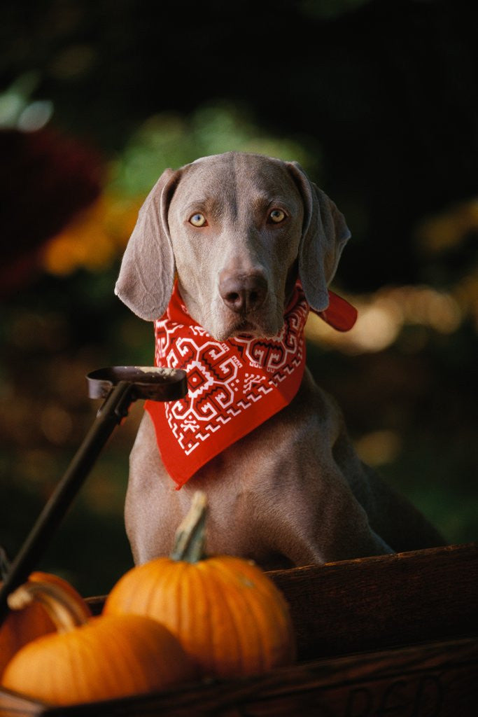 Detail of Weimaraner Wearing a Red Bandana by Anonymous