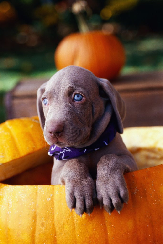 Detail of Weimaraner Puppy Inside Pumpkin by Anonymous
