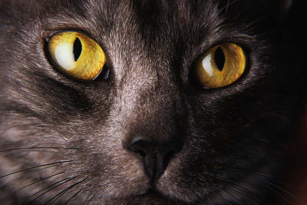 Detail of Face of Black Cat by Anonymous