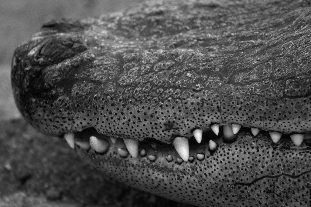 Detail of Snout of Crocodile by Corbis