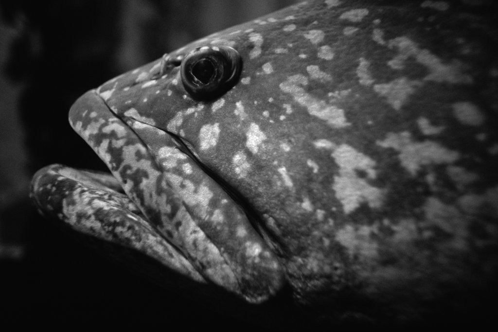 Detail of Grouper by Corbis