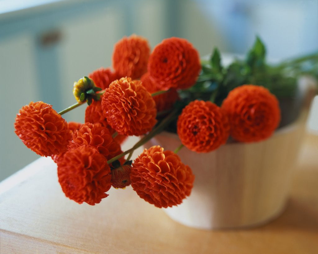 Detail of Red Chrysanthemums by Anonymous