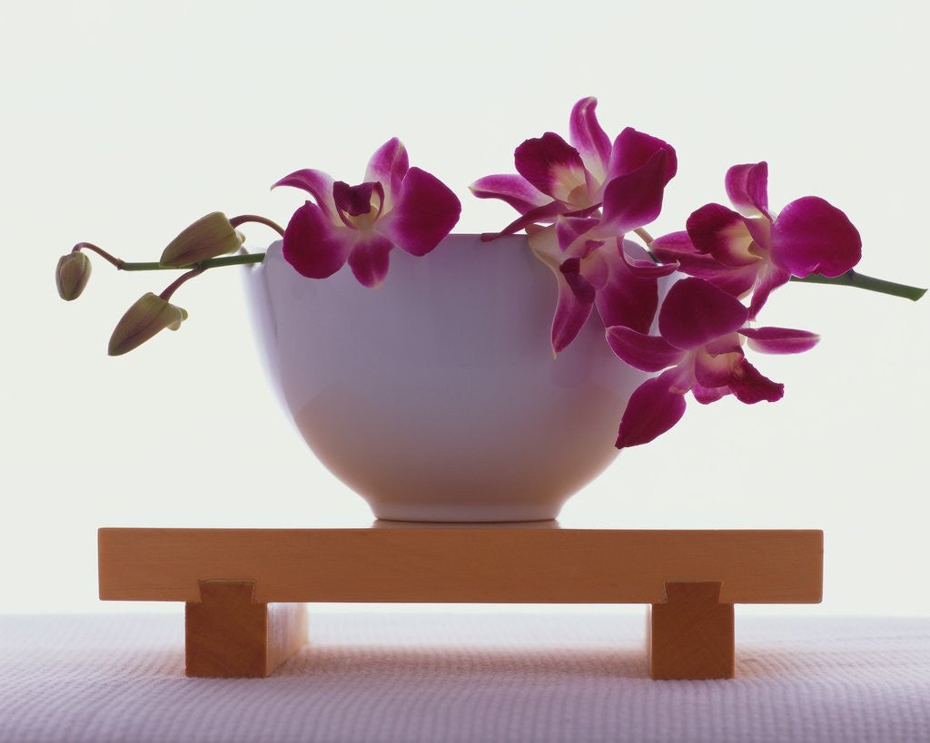 Detail of Magenta Orchids in White Bowl by Anonymous