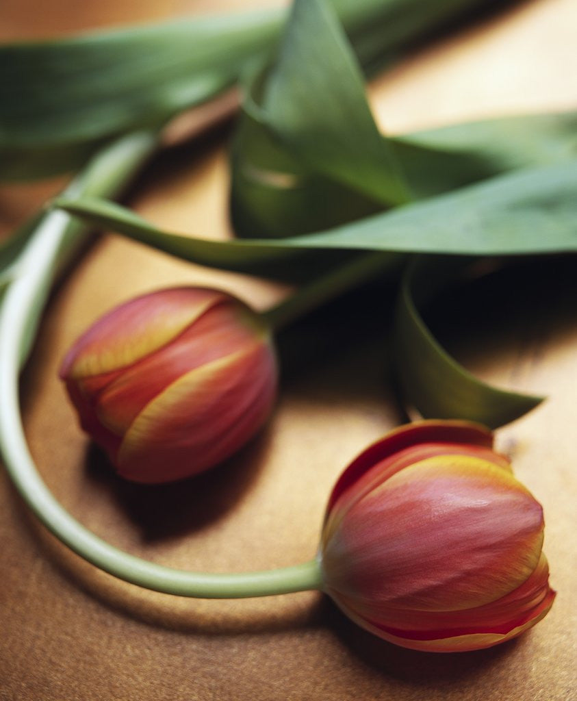 Detail of Orange Tulips by Corbis