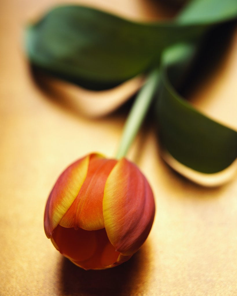 Detail of Orange Tulip by Anonymous