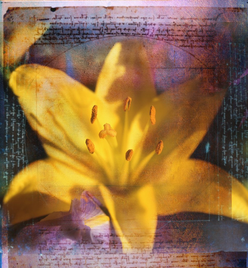 Detail of Yellow Lily and Text by Anonymous
