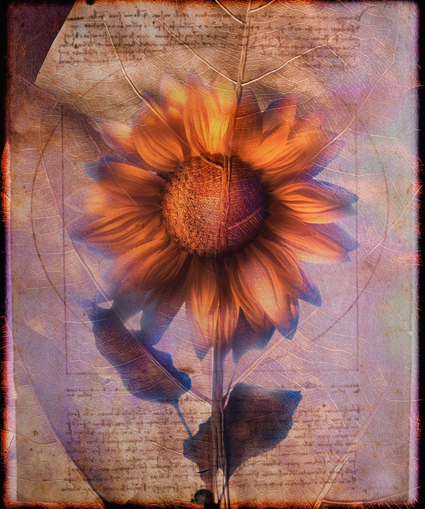 Detail of Sunflower and Text by Anonymous