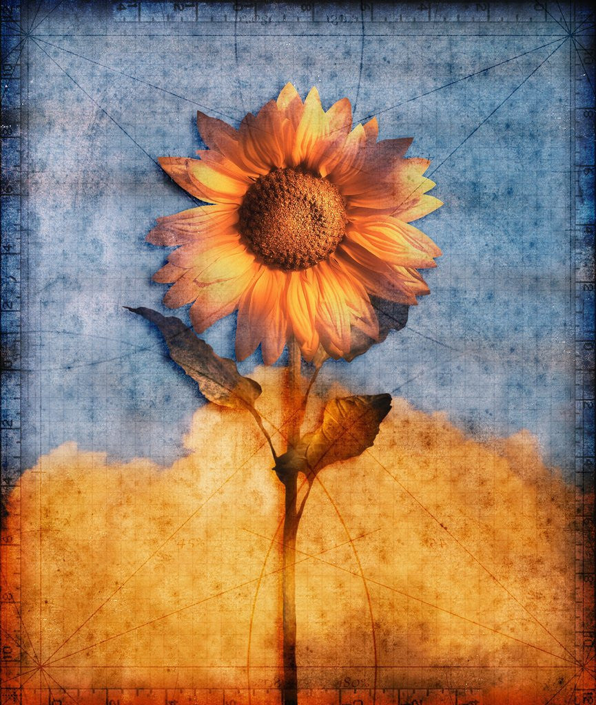 Detail of Sunflower and Sky by Anonymous