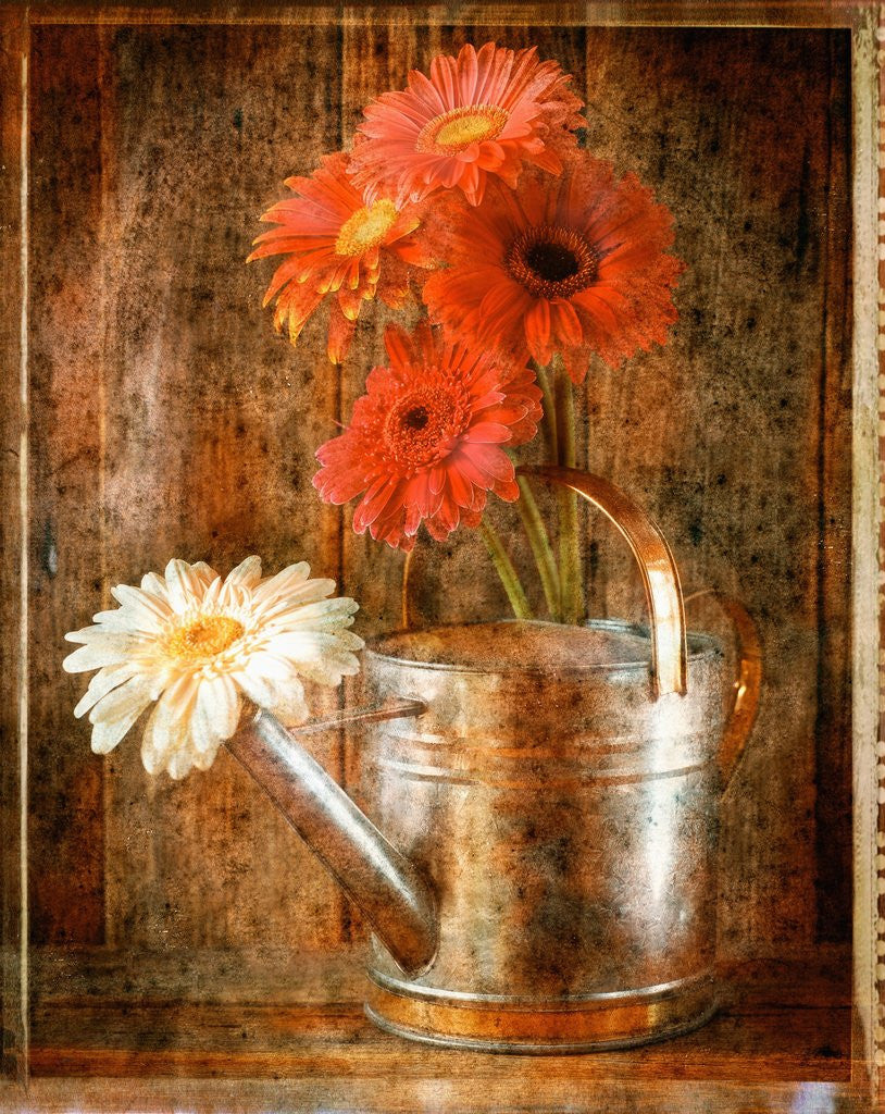 Detail of Gerbera Daisies in a Watering Can by Anonymous