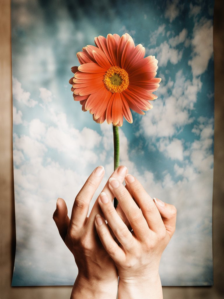 Detail of Hands Holding a Gerbera Daisy by Anonymous