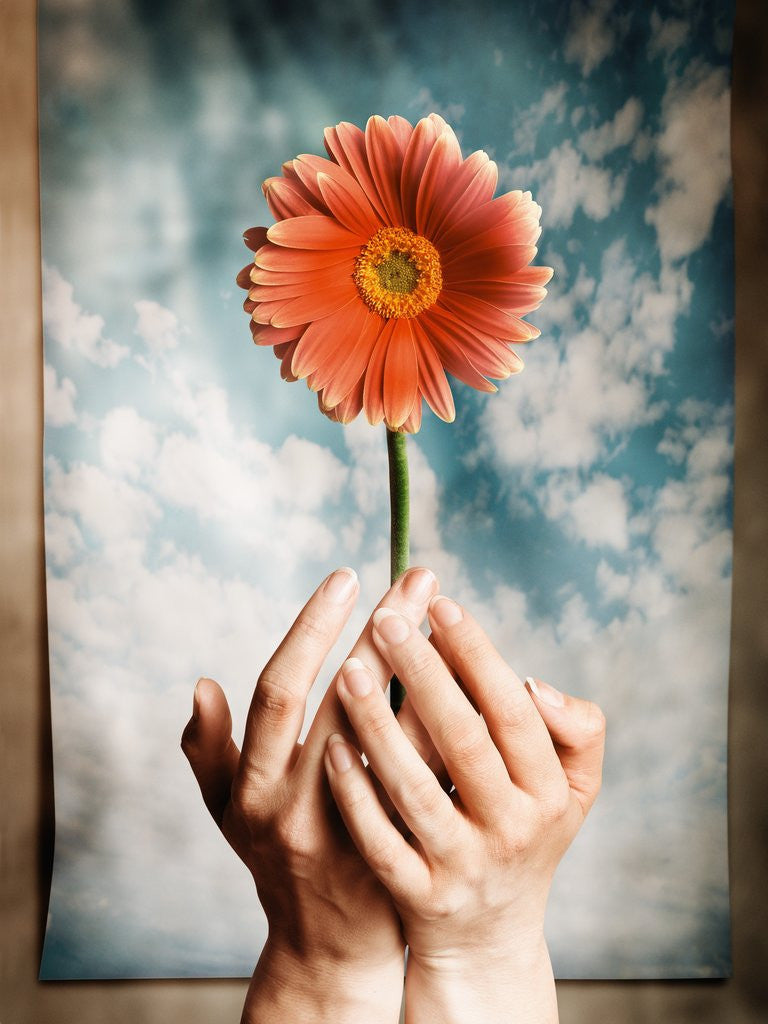 Detail of Hands Holding a Gerbera Daisy by Corbis
