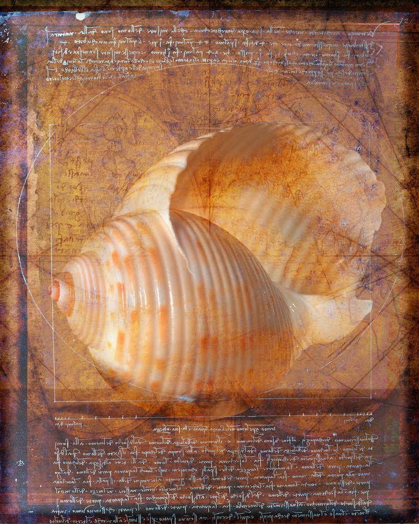Detail of Seashell and Handwriting by Anonymous