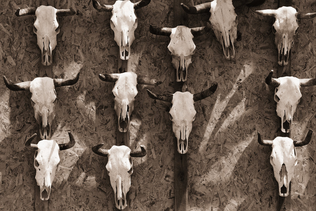 Detail of Cow Skulls Hanging on a Wall by Anonymous