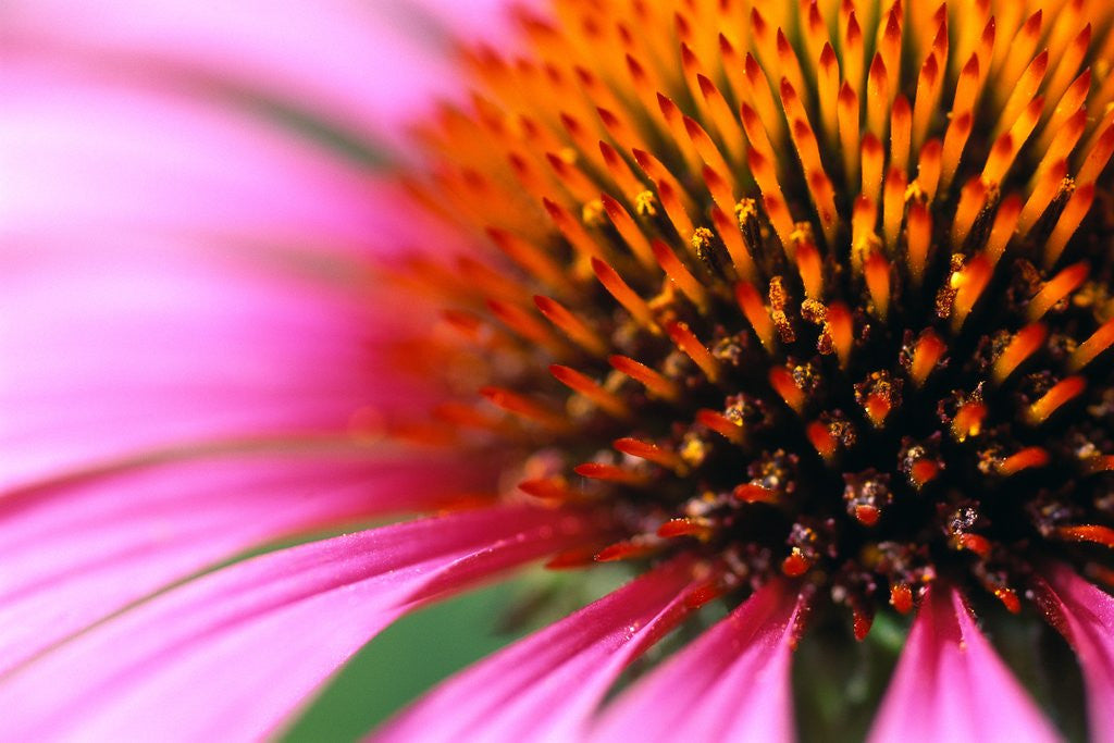 Detail of Close-up of Purple Coneflower by Anonymous