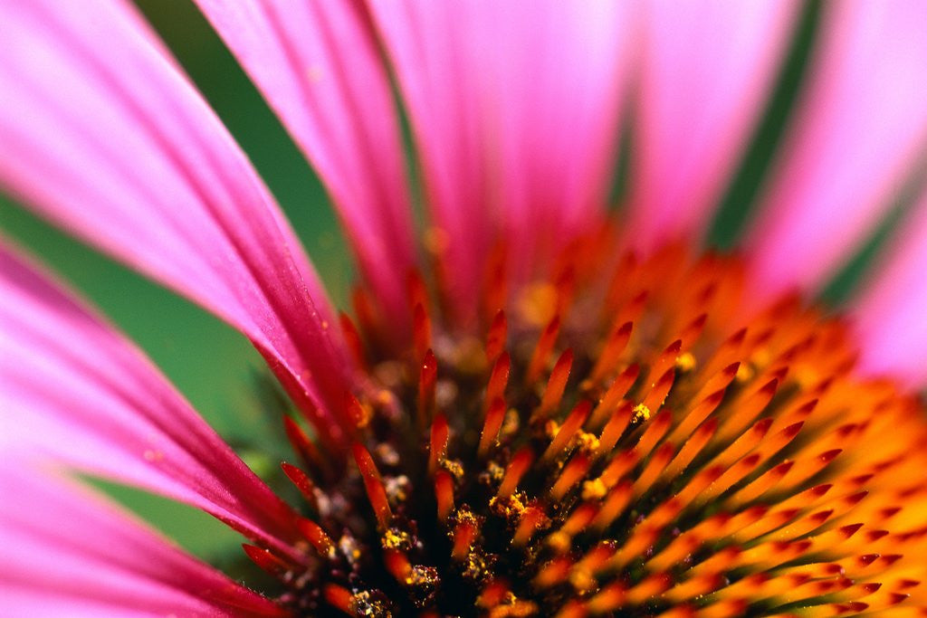 Detail of Petals and Stamens of Purple Coneflower by Anonymous