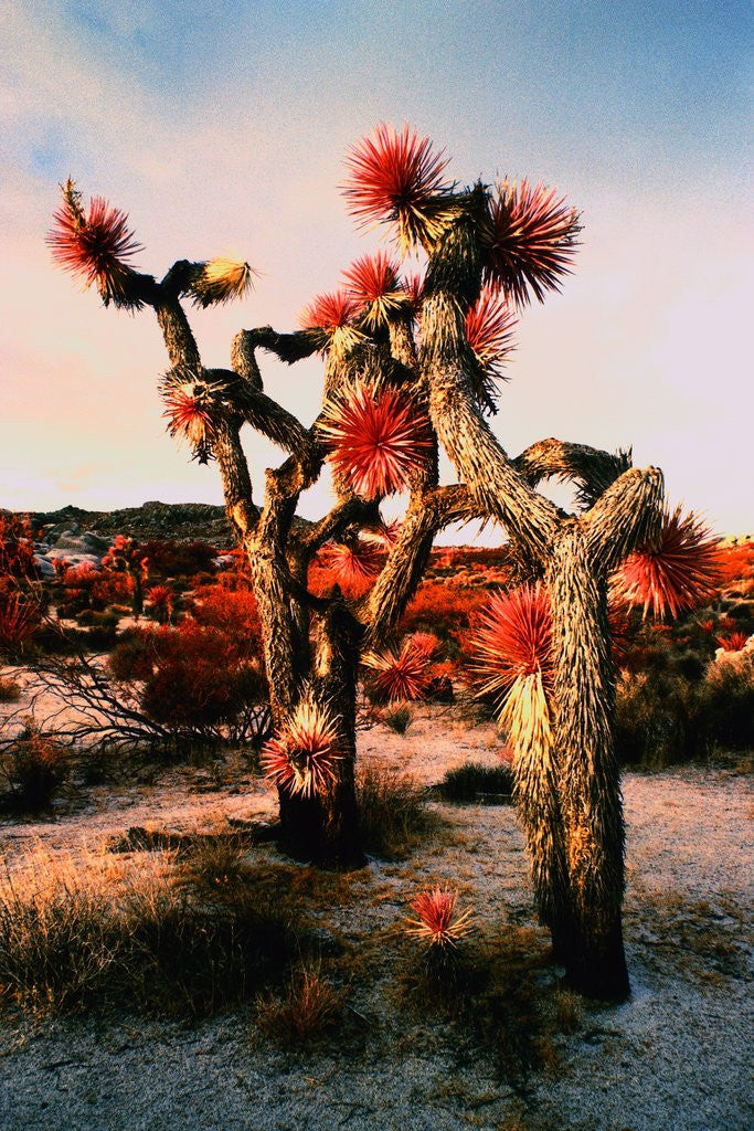 Detail of Joshua Trees in Bloom by Anonymous