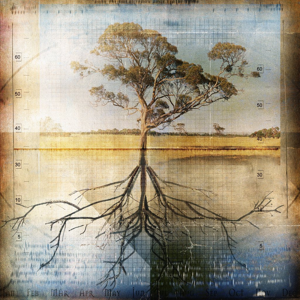 Detail of Graph of Tree and Roots by Anonymous