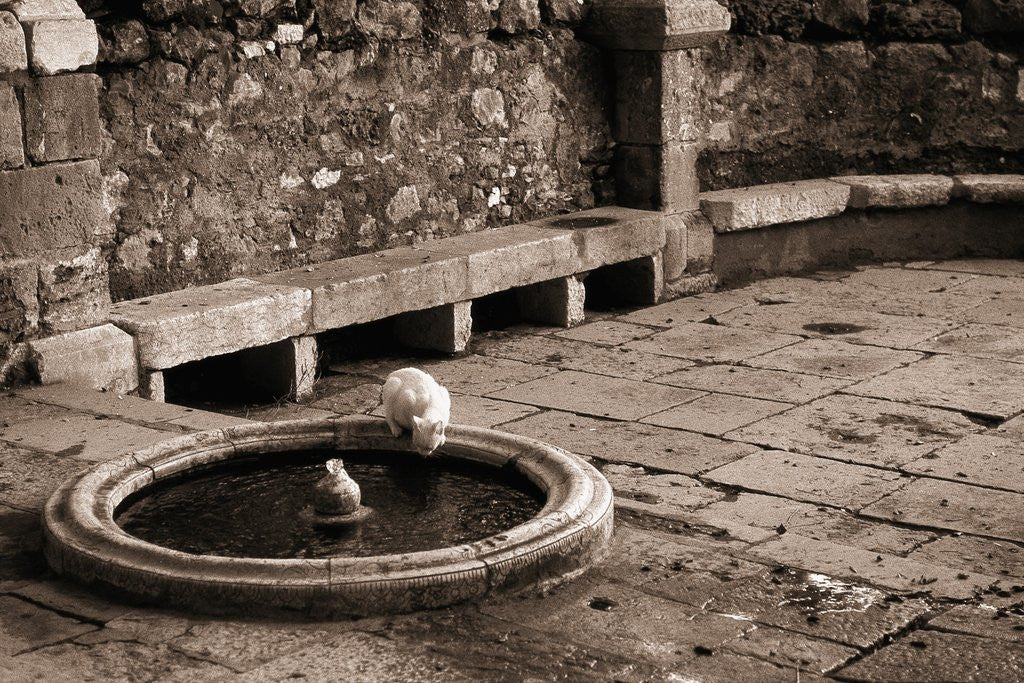 Detail of Cat Drinking From a Fountain by Anonymous
