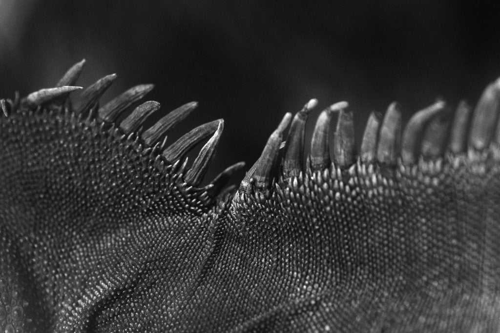 Detail of Scales on Back of Lizard by Anonymous