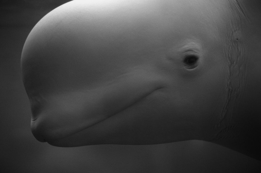 Detail of Head of Beluga by Corbis