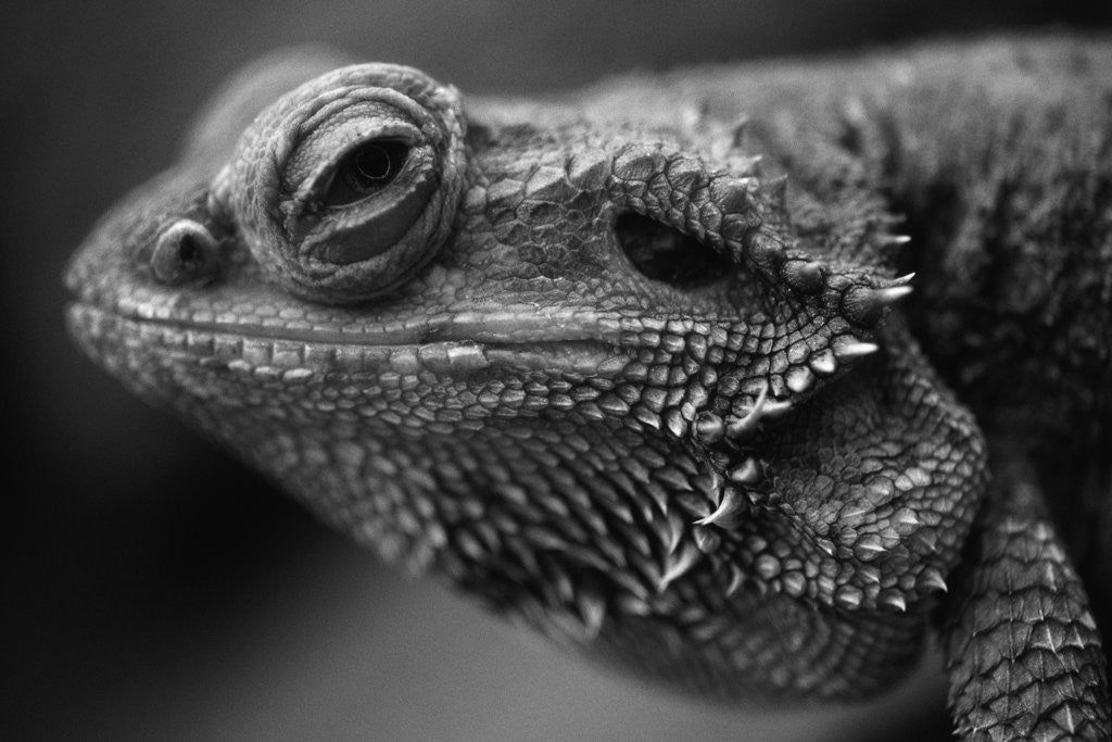 Detail of Head of Lizard by Anonymous