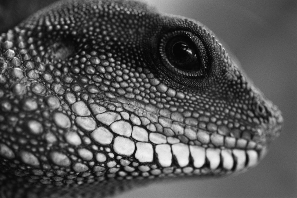 Detail of Head of Lizard by Anonymous