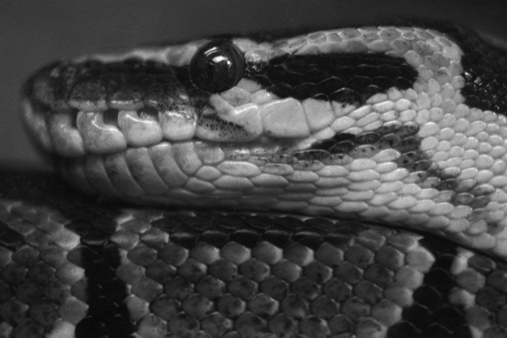 Detail of Coiled Snake by Corbis