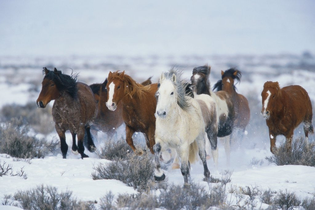 Detail of Wild Horses in Snow by Anonymous