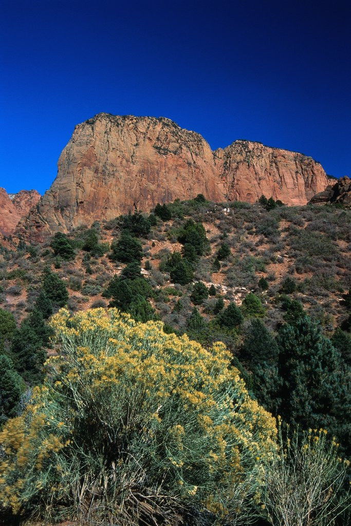 Detail of Canyons of Zion National Park by Anonymous