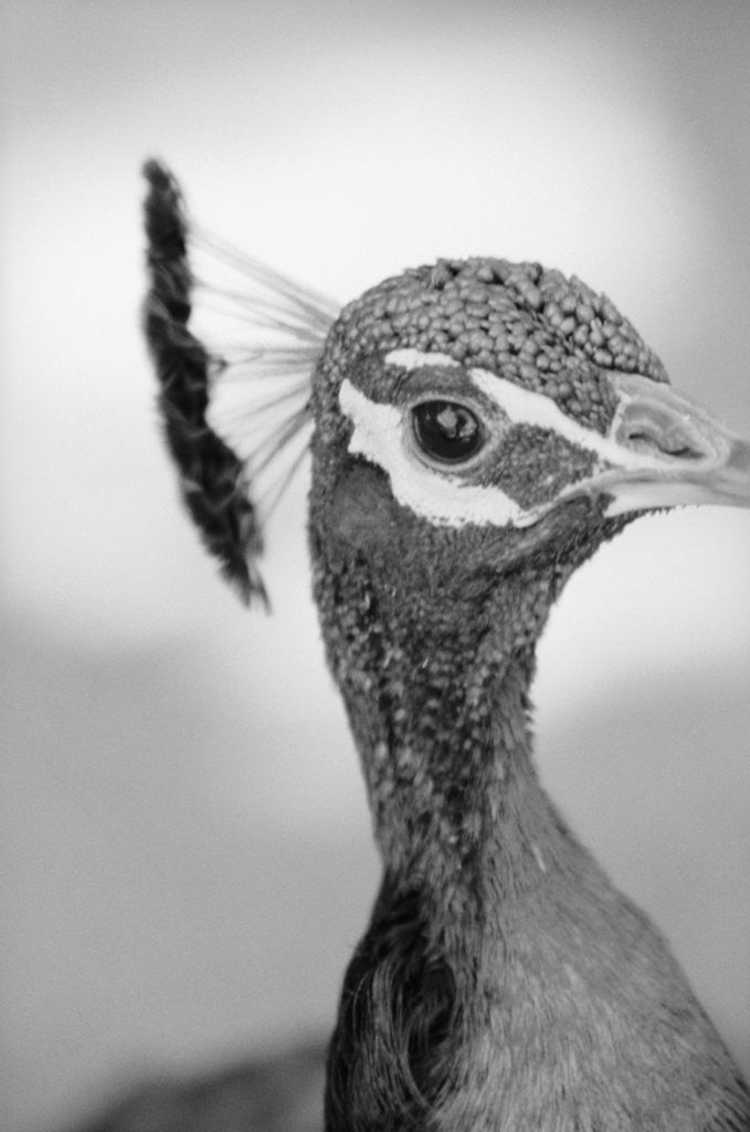 Detail of Peacock's Head by Anonymous