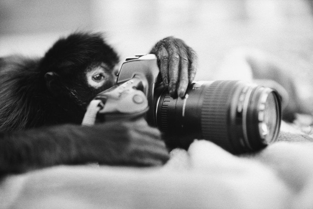 Detail of Monkey Holding Camera by Corbis