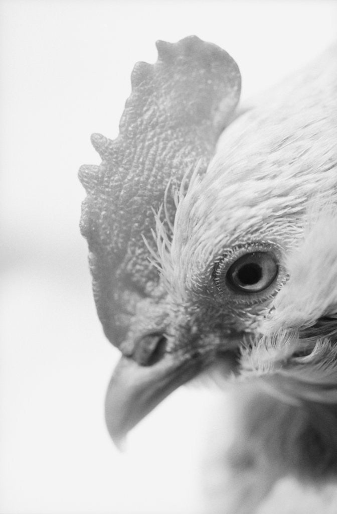 Detail of Rooster's Face by Anonymous