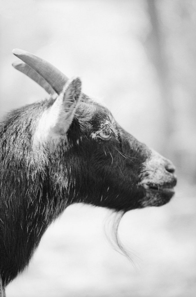 Detail of Side of a Goat's Head by Corbis