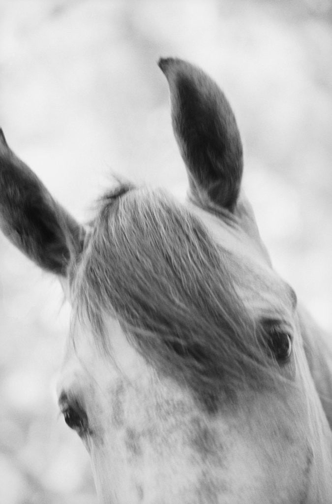 Detail of Top Half of Horse's Head by Anonymous