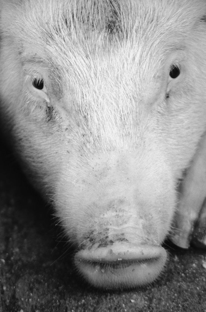 Detail of Close Up of Pig's Face by Anonymous