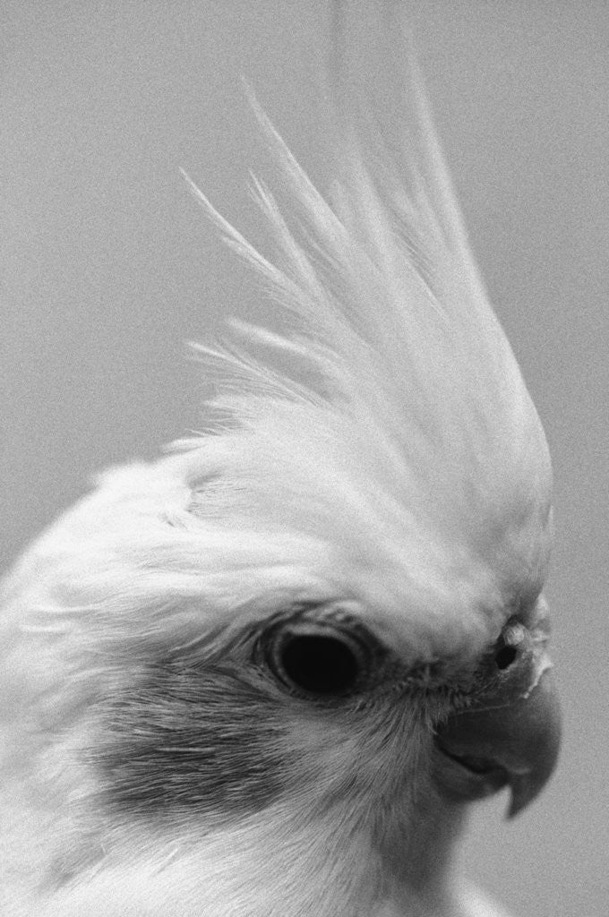 Detail of Side of Parrot's Heads by Anonymous
