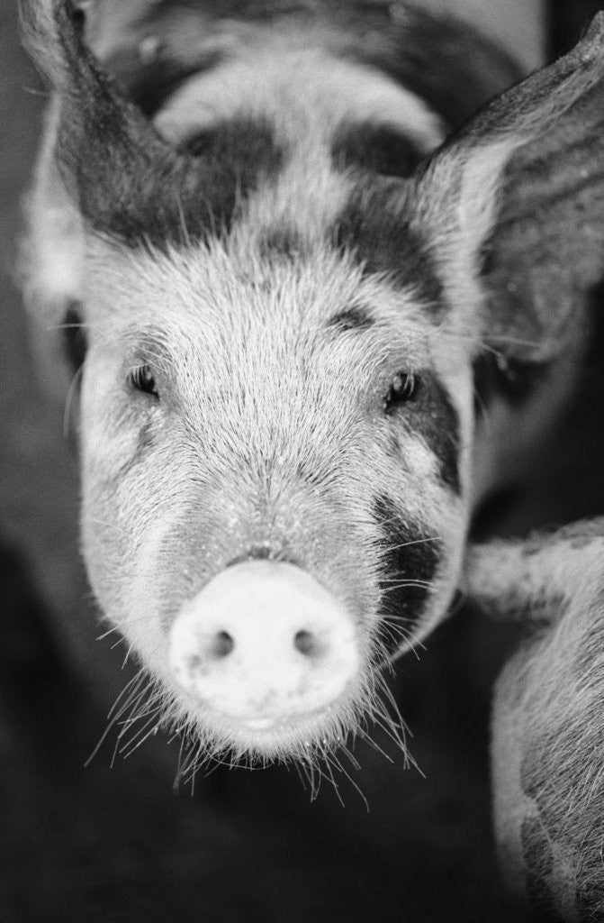 Detail of Head of Spotted Pig by Anonymous