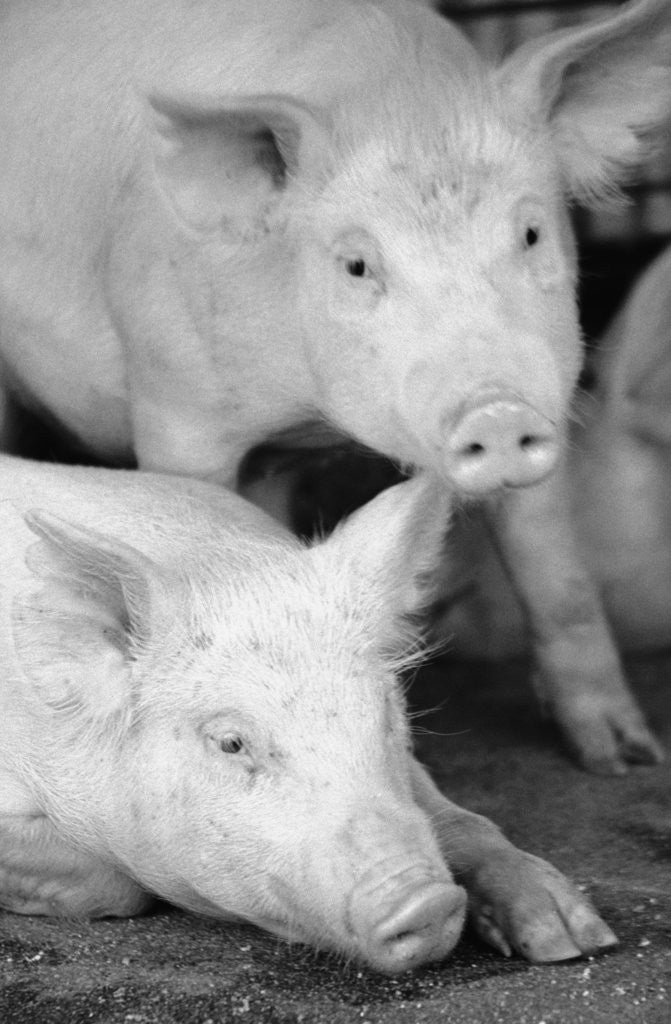 Detail of Two Pigs by Anonymous
