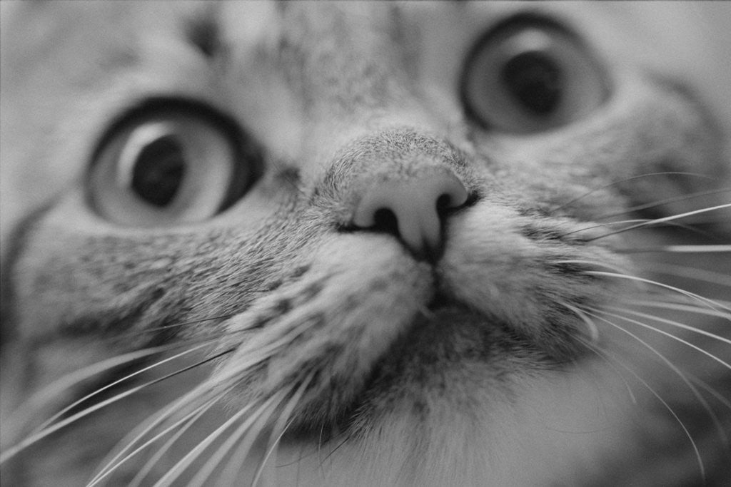 Detail of Close Up of Cat's Face by Anonymous