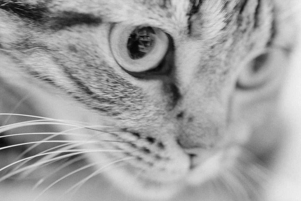 Detail of Close Up of Cat's Face by Anonymous