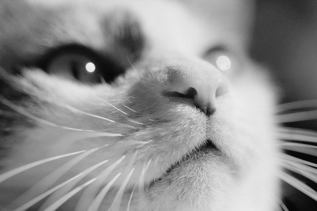 Detail of Close-up of Cat's Face by Anonymous