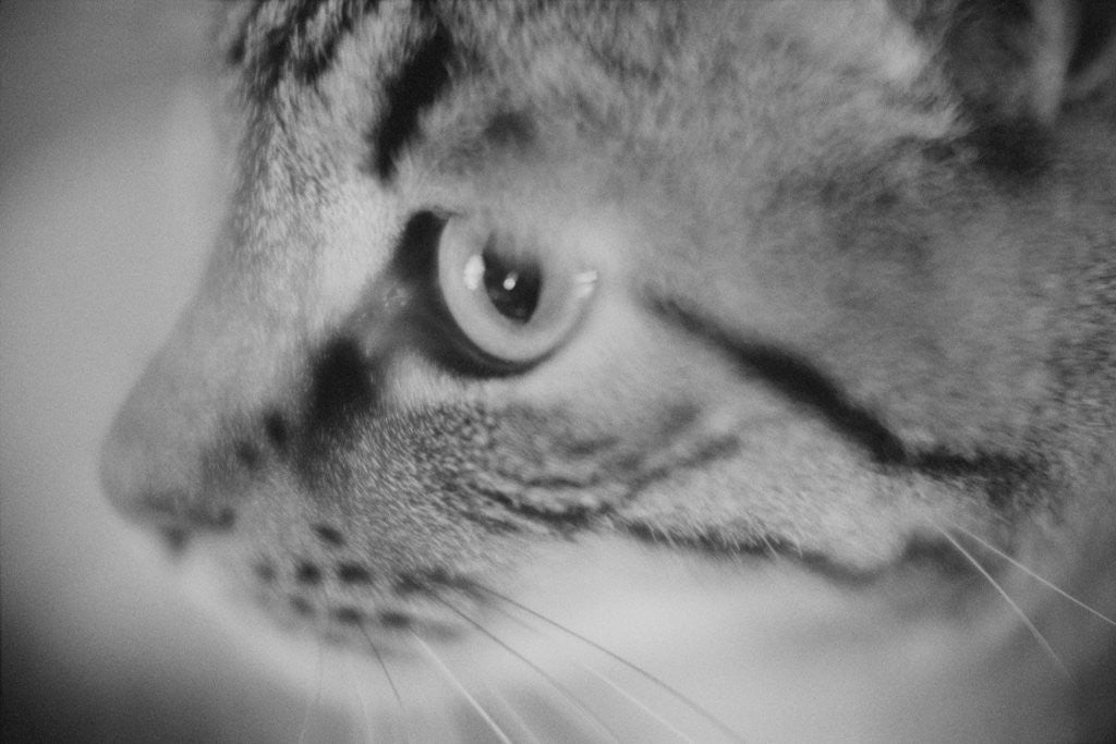 Detail of Side of Cat's Face by Anonymous